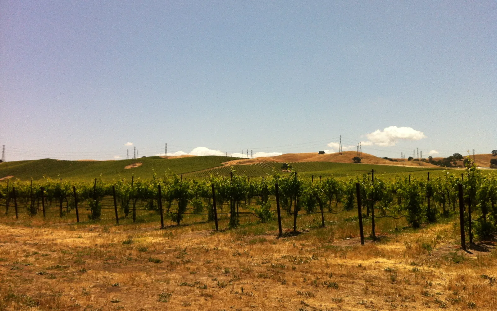 Vineyard rows with green grapevines stretching across rolling hills under a blue sky